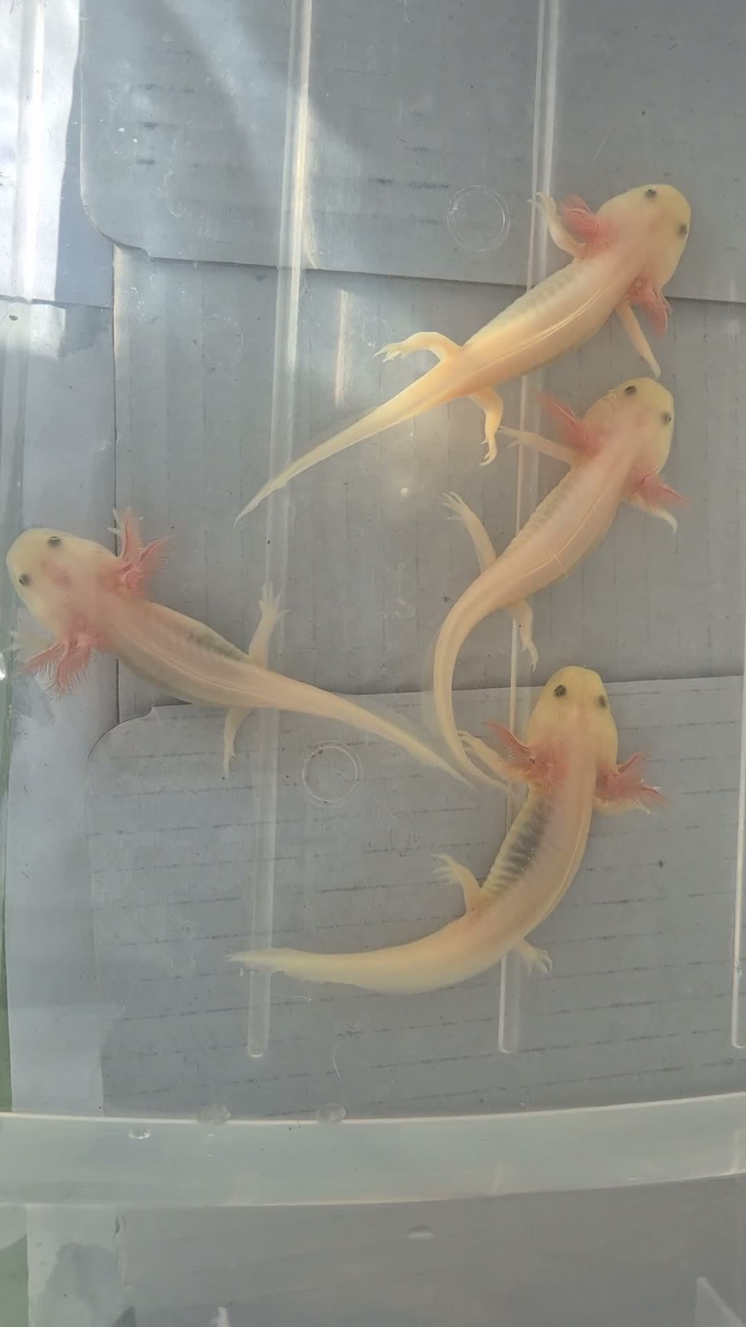 Axolotl reptiles for sale: Beautiful Leucistic Albino Axolotl - Video 5