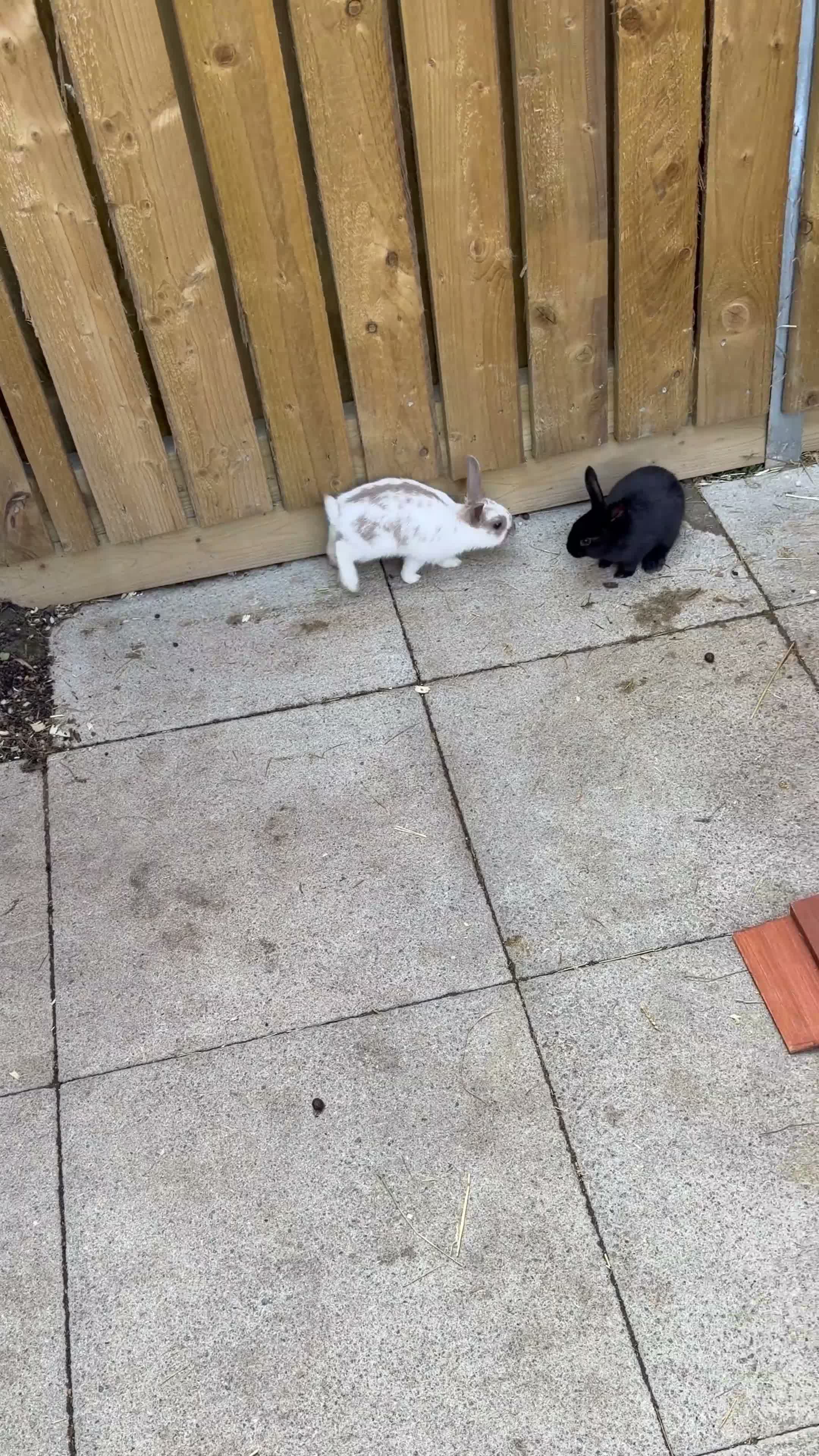 Mixed Breed rabbits for sale: ✨🐇Cute Mixed Breed Baby Bunnies Available😍🐇 - Video 2