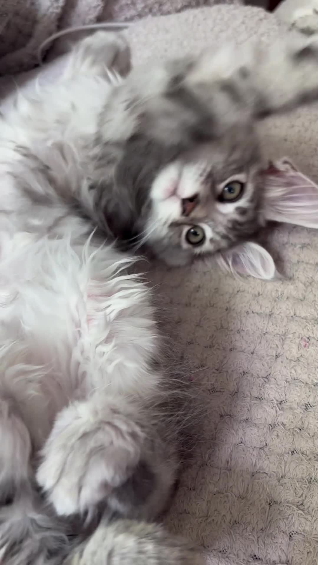 Maine Coon cats for sale: LAST GIRL AVAILABLE TICA Registered Maine Coons🩷 - Video 1