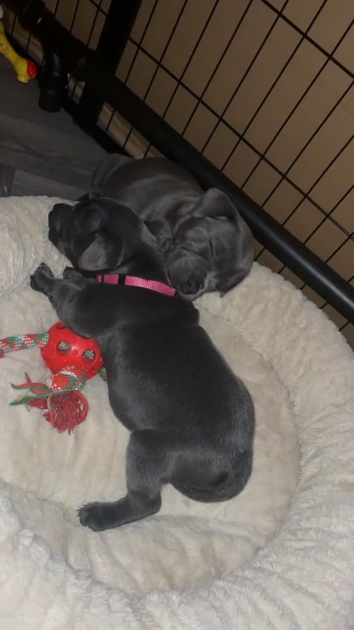 Staffordshire Bull Terrier dogs for sale: BLUE BLOODLINE CHAMPION STAFFS💕🐾 - Video 2