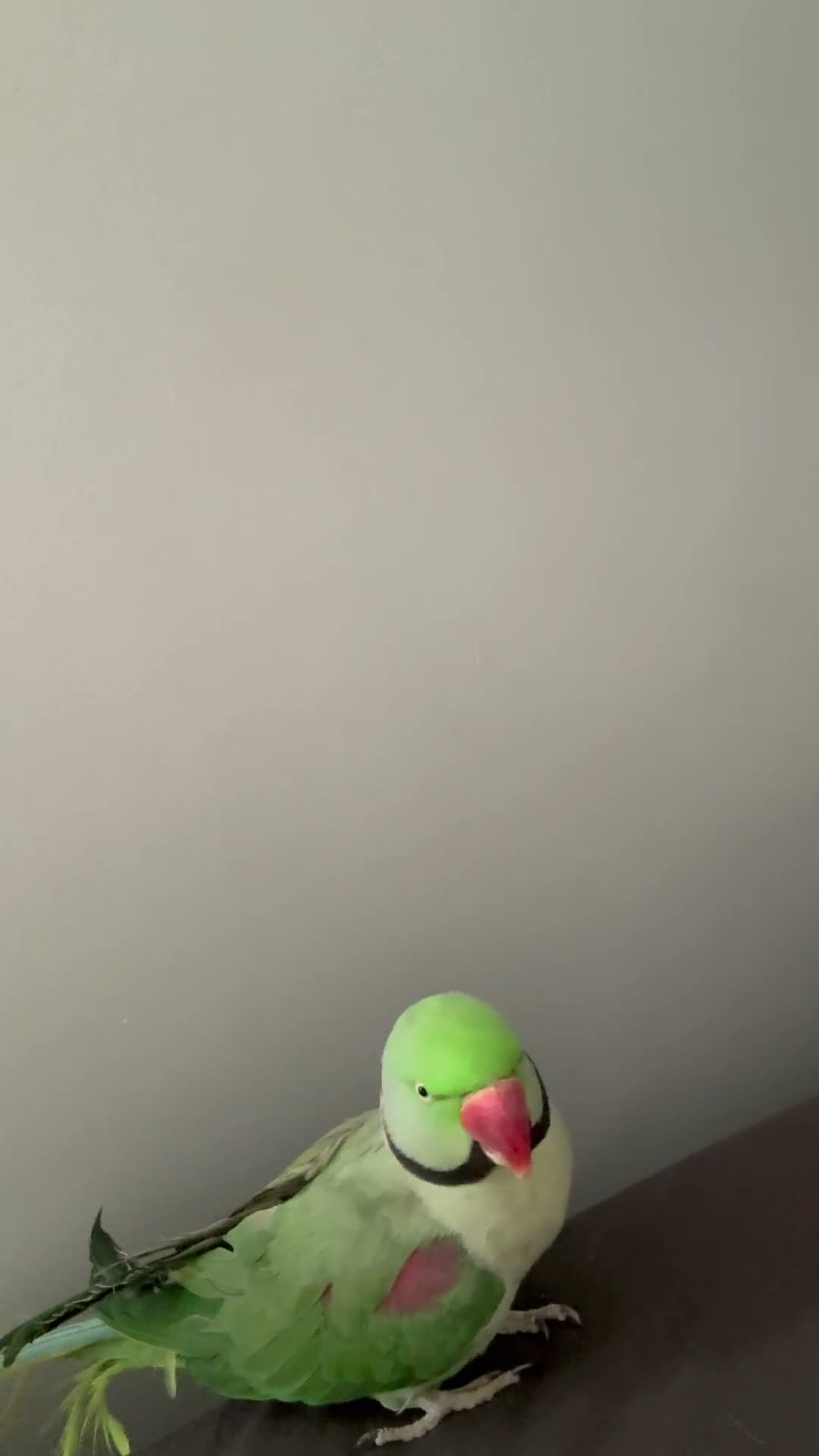 Parakeets birds for sale: alexandrine parrot  in Carluke - Video 1