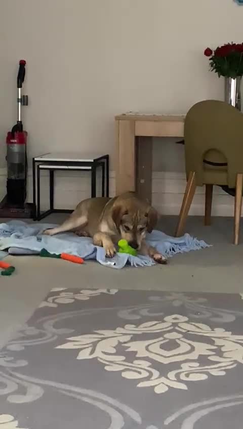 Sheprador dogs for sale: Urgent Re home for Rory in Scarborough - Video 1