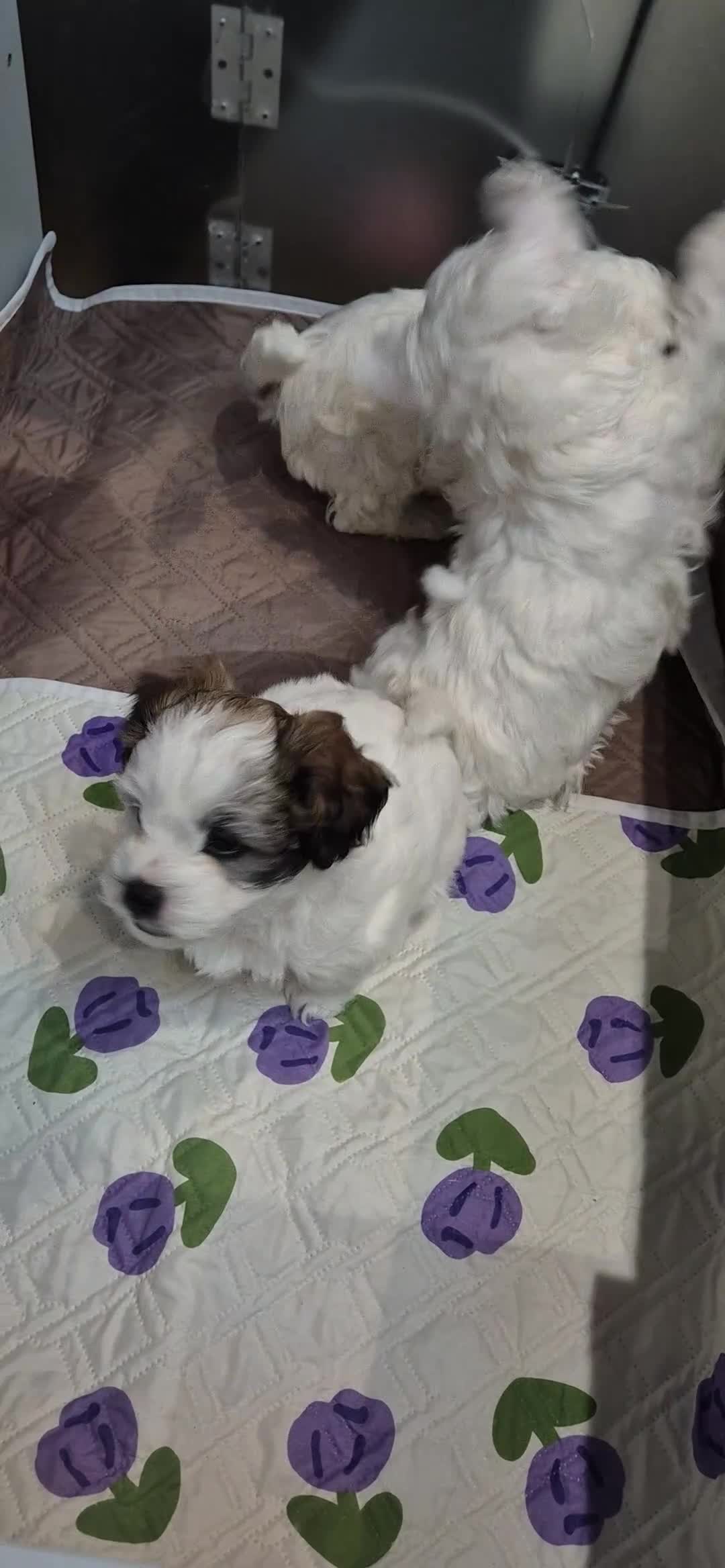 Bichon Frise dogs for sale:  Adorable Shichon Puppies – Ready Soon! - Video 1
