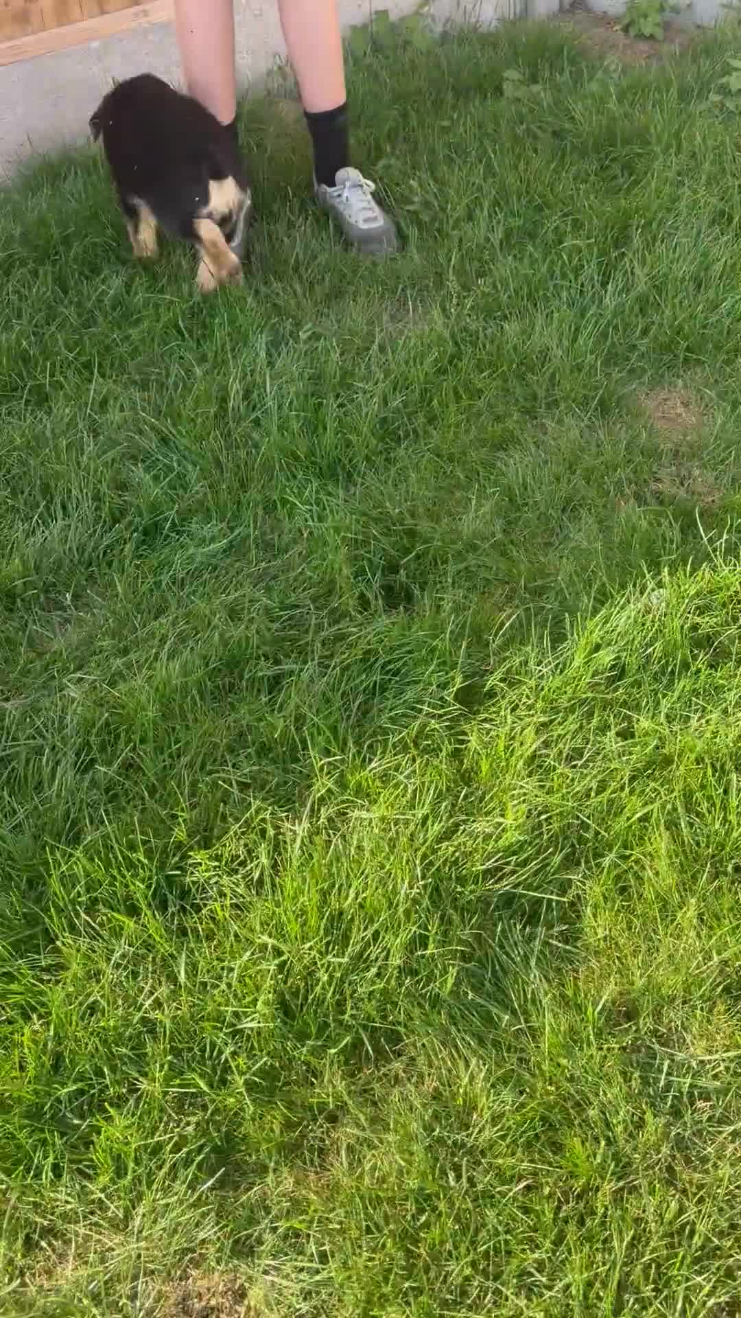 German Shepherd dogs for sale: German Shepard puppies  - Video 2
