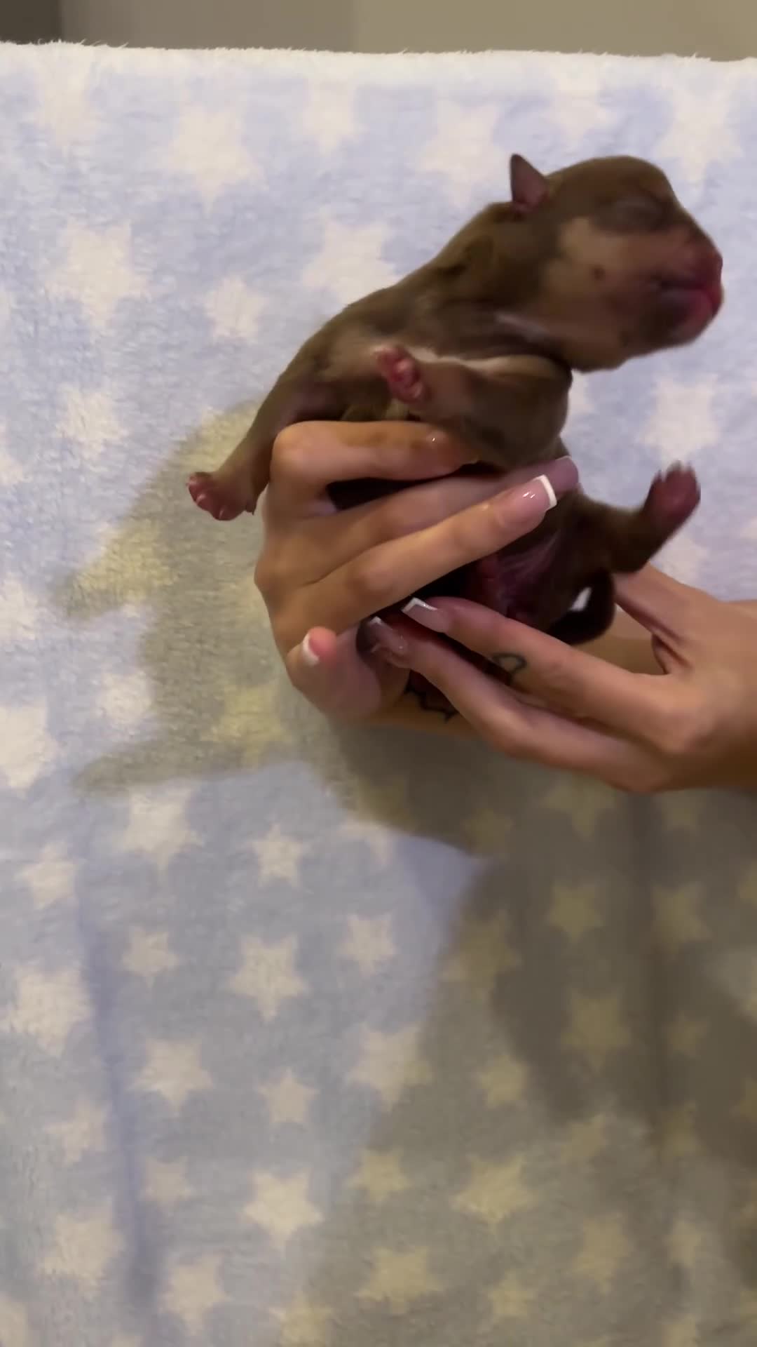 American Bully dogs for sale: Miniature micro bully puppies - Video 2