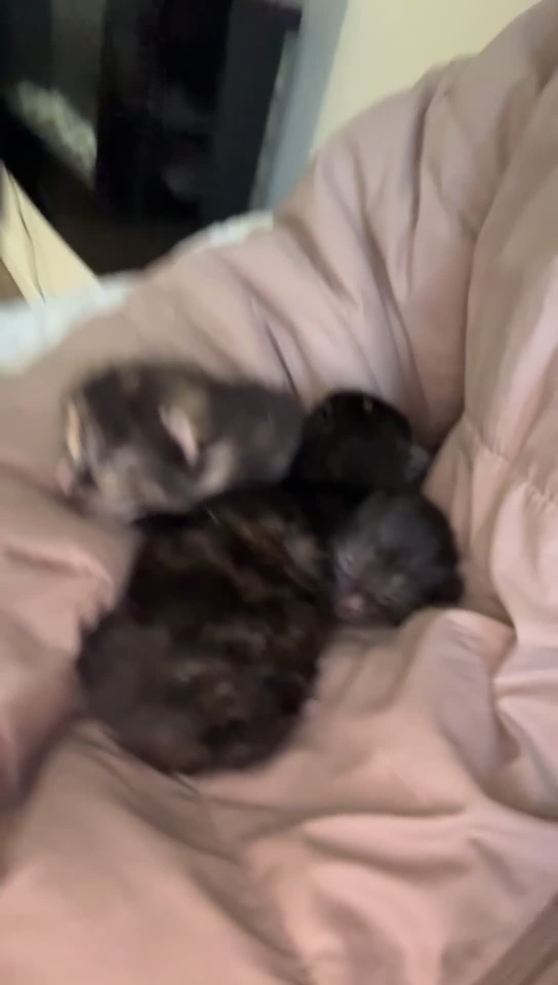 Mixed Breed cats for sale: Winnie and Dixie - Video 1