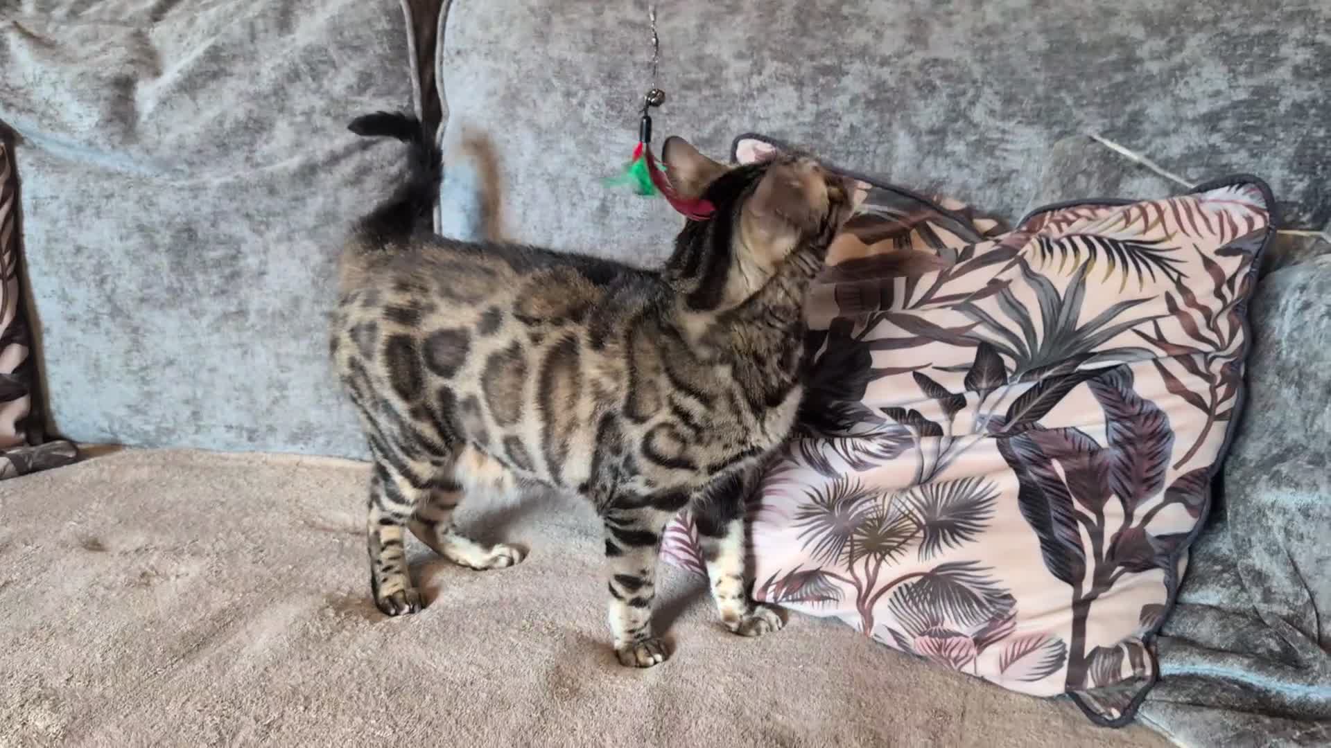 Bengal cats for sale: 🖤🤎 Beautiful Bengal 🤎🖤 - Video 1