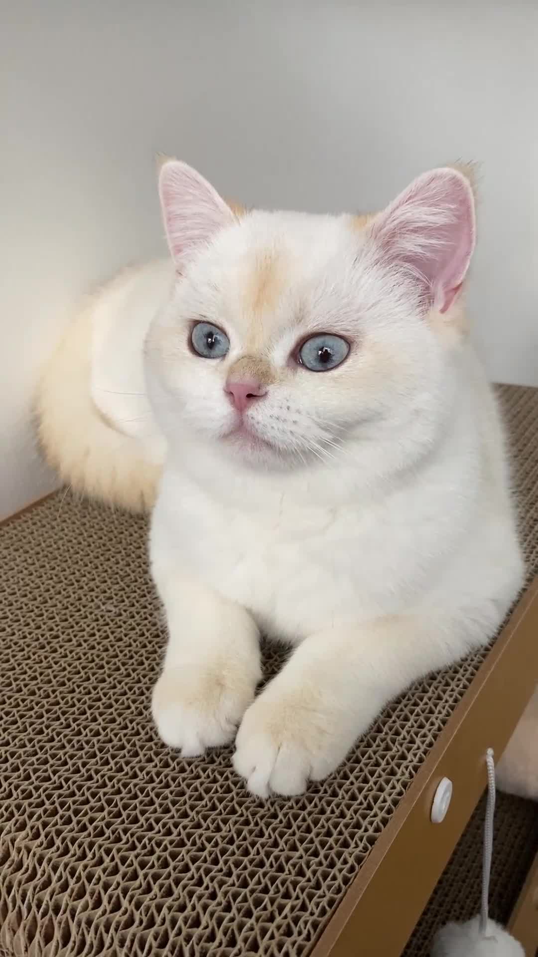 British Shorthair cats for sale: Beautiful British Shorthair Kitten Blue Eyes - Video 1