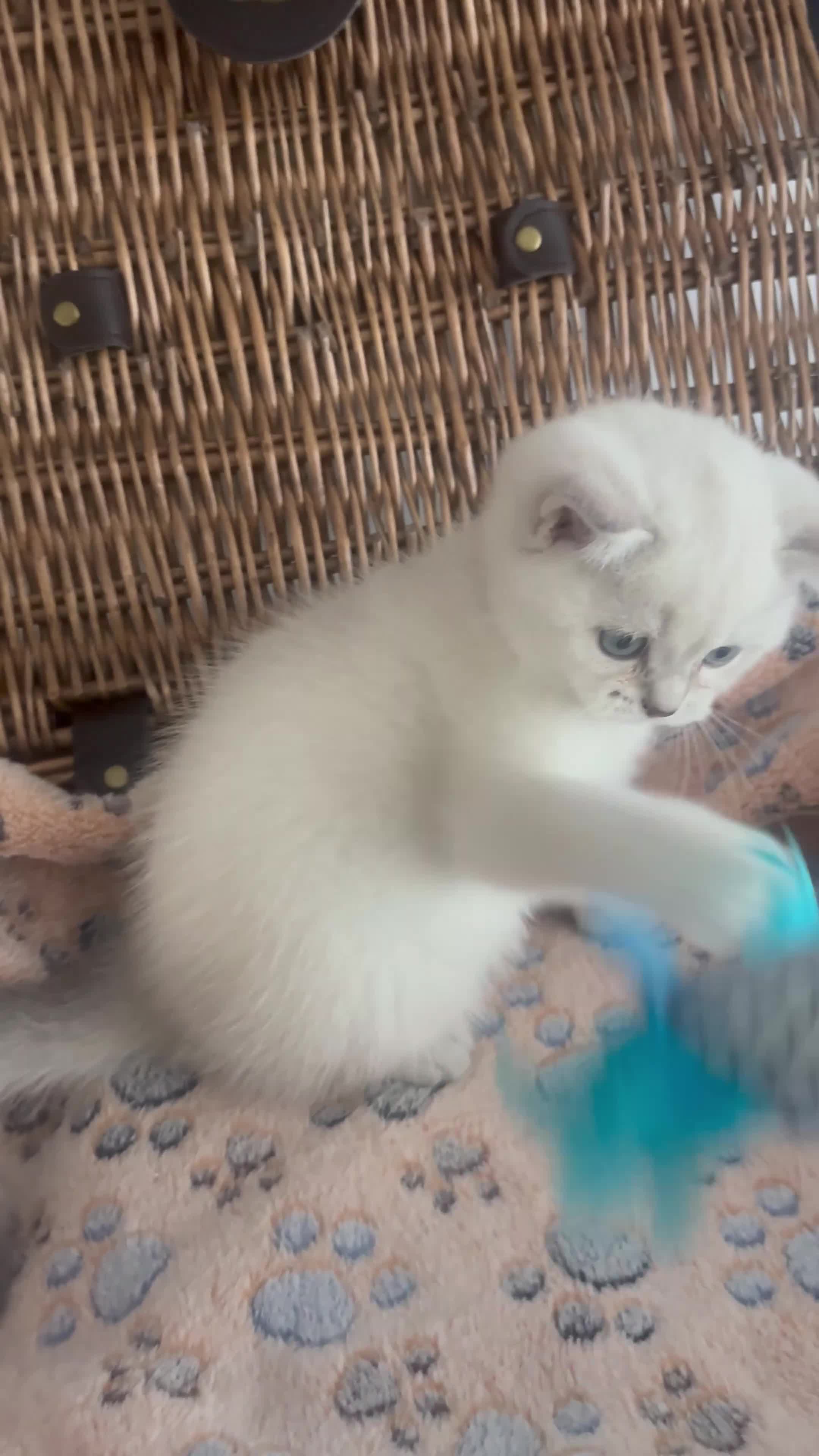 British Shorthair cats for sale: Cuteness overload♥️ British shorthair/chinchillas  - Video 2
