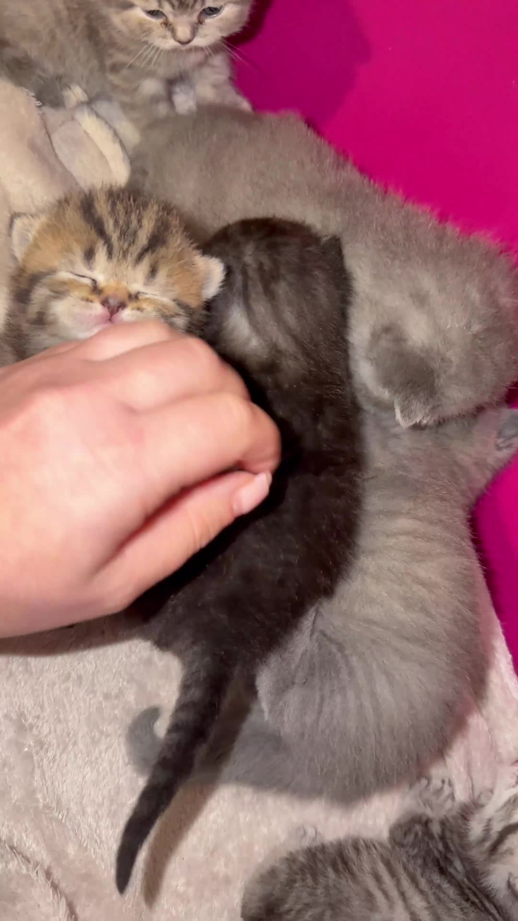 Scottish Fold cats for sale: Scottish fold black smoke kitten  in Slough - Video 1