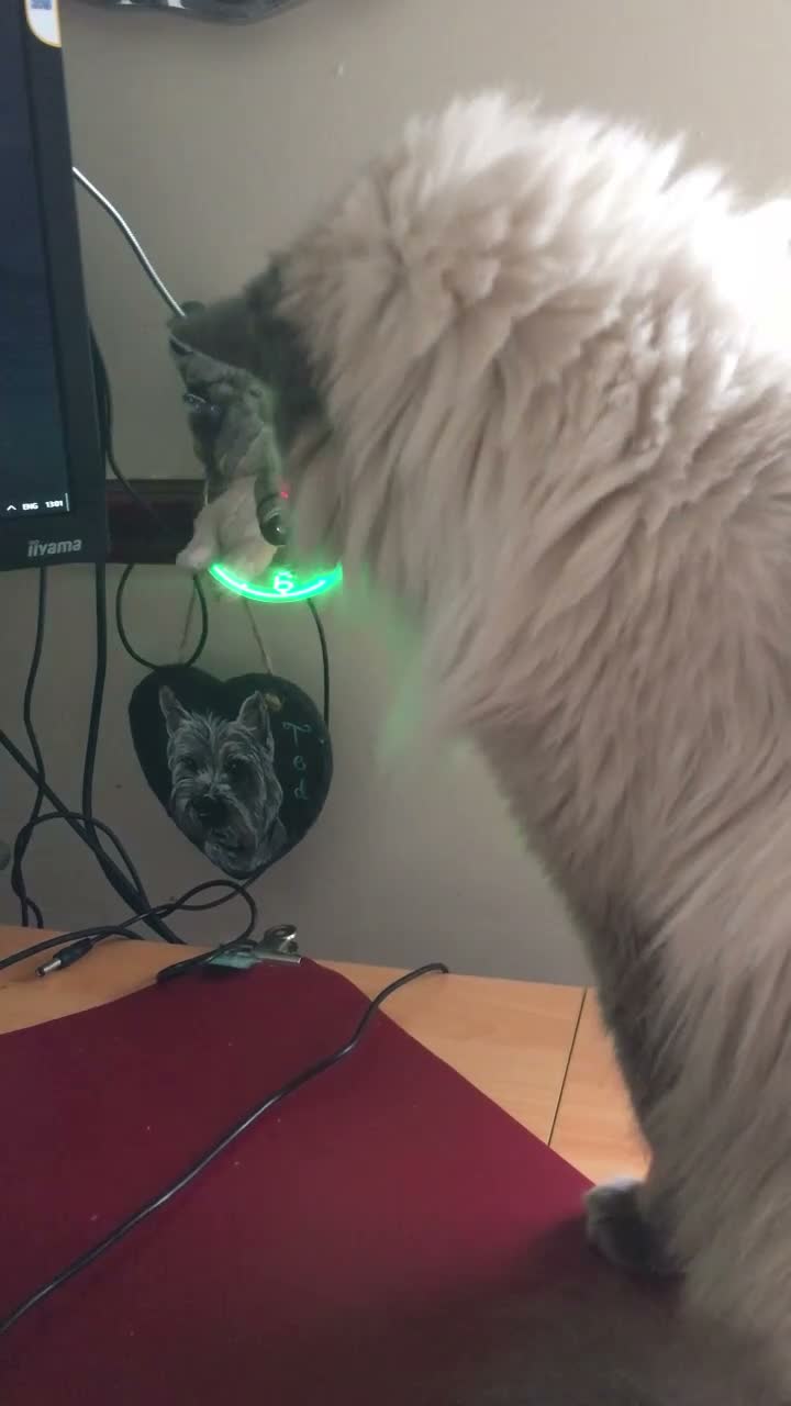 Ragdoll cats for sale: Loving home needed in Lincoln - Video 1