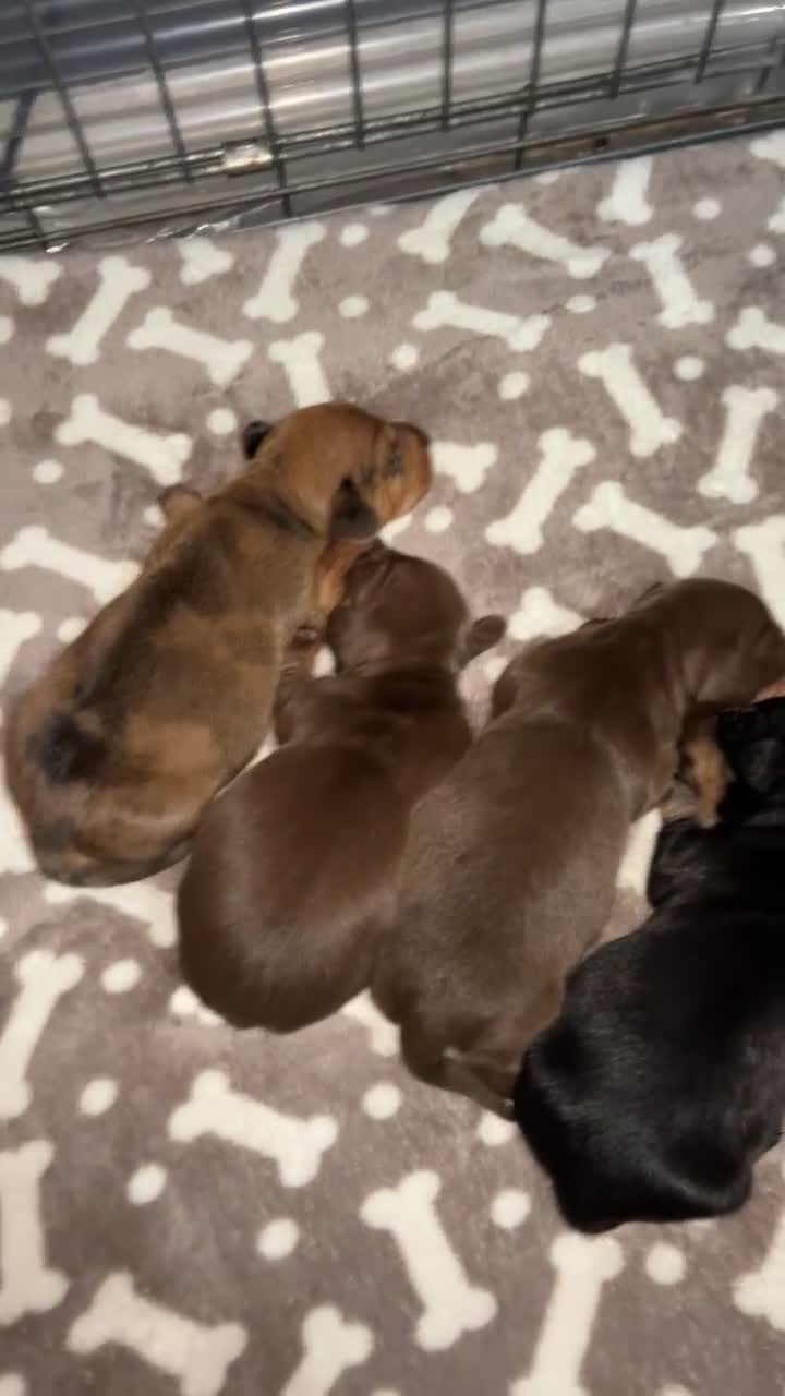 Miniature Dachshund dogs for sale: Miniature dachshund 🐶🩷🩵 - Video 1