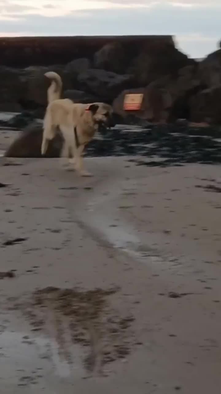 Turkish Kangal dogs for sale: TURKISH KANGAL PUPPIES - Video 1