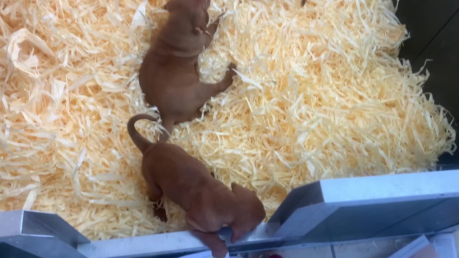 Hungarian Vizsla dogs for sale: Kc reg Hungarian Vizslas - Video 1