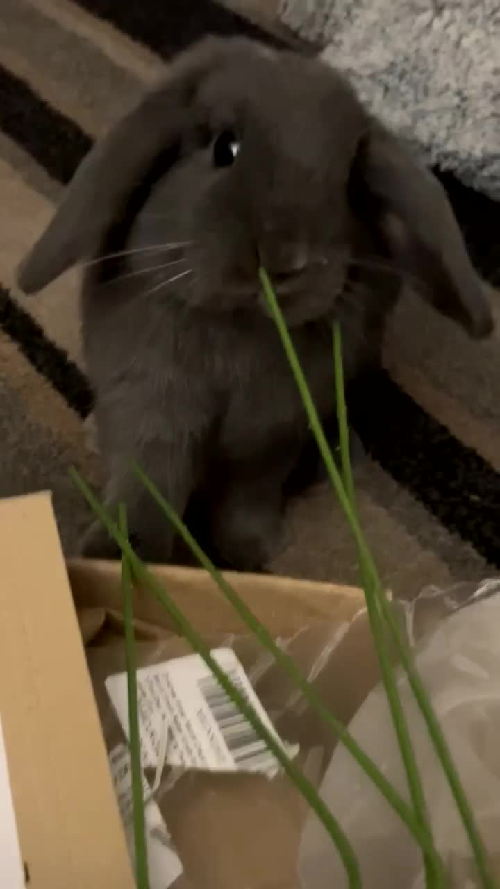 Mini Lop rabbits for sale: Mini lop male rabbit for sale  - Video 3