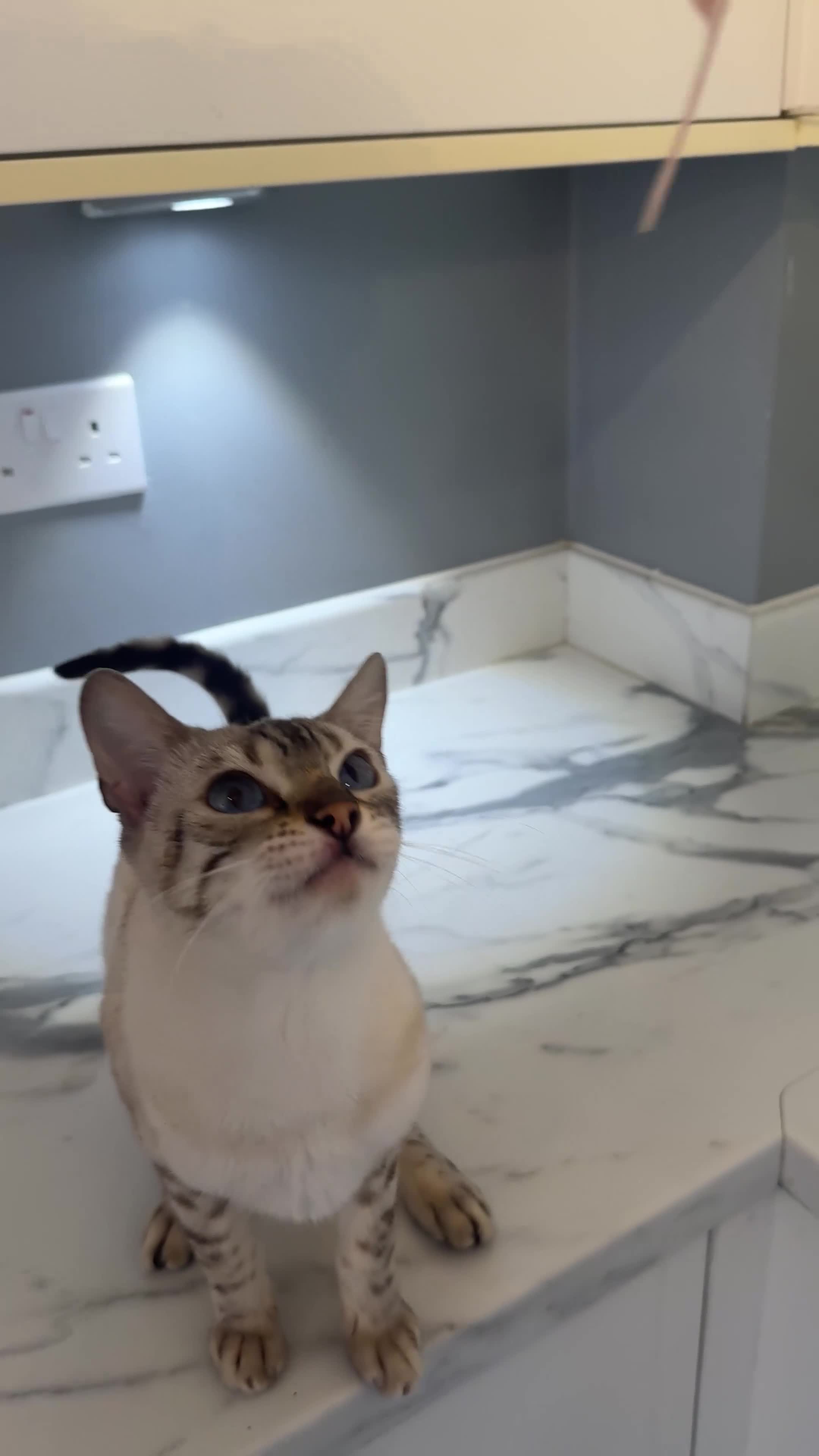 Bengal cats for sale: Beautiful Snow lynx 3yrs old Misty £220 - Video 1