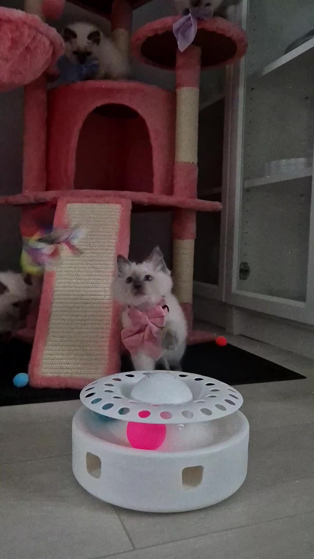 Ragdoll cats for sale: 😻Ragdoll Kittens Girls😻 in Stirling - Video 1