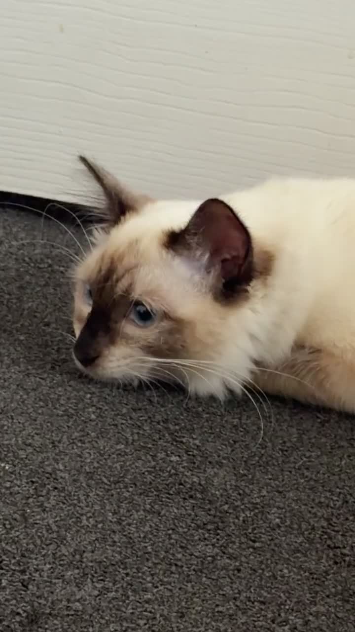 Ragdoll cats for sale: Beautiful Male Ragdoll – Cairo 🩵 - Video 1
