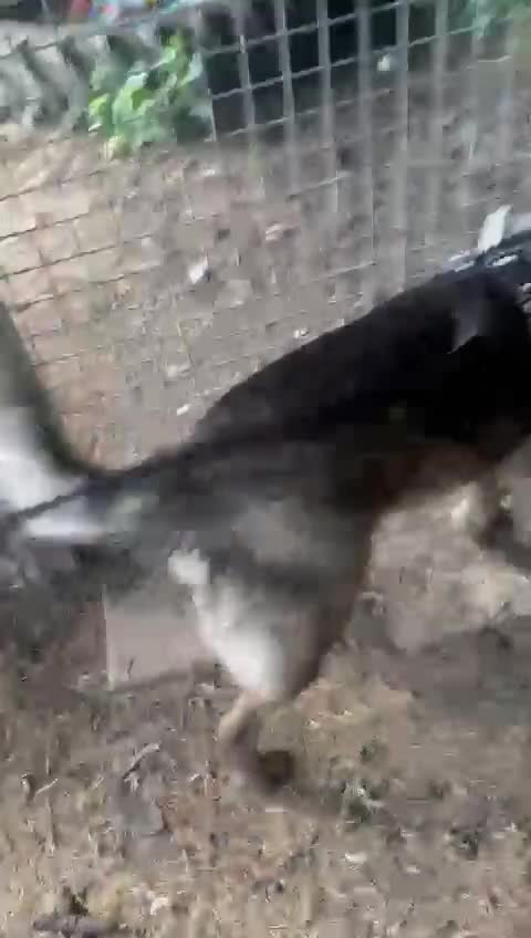 Mixed Breed dogs for sale: Adopt beautiful Bertie !!!  in Esher - Video 2