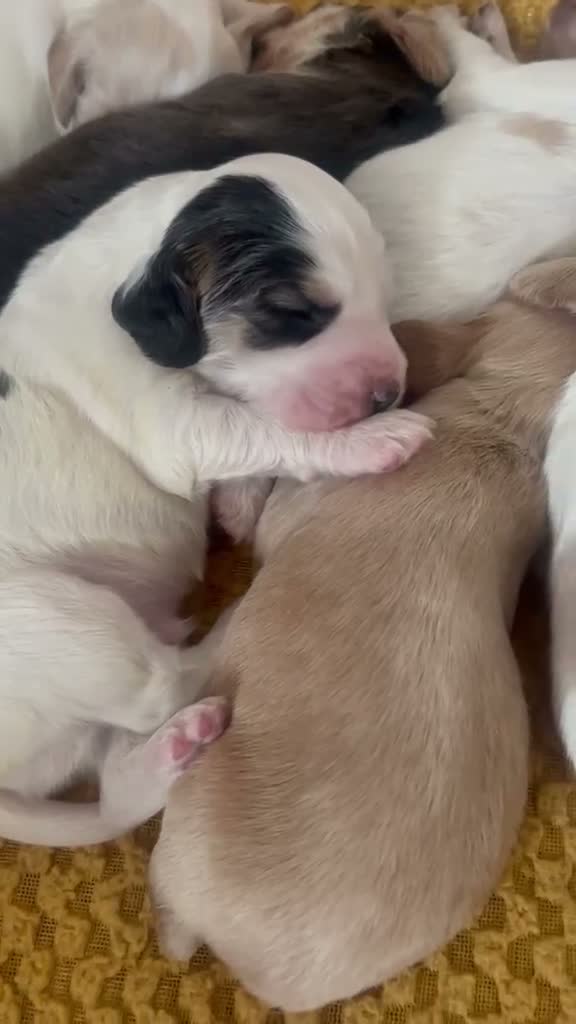 Cocker Spaniel dogs for sale: Working cocker spaniels  in Leicester - Video 1