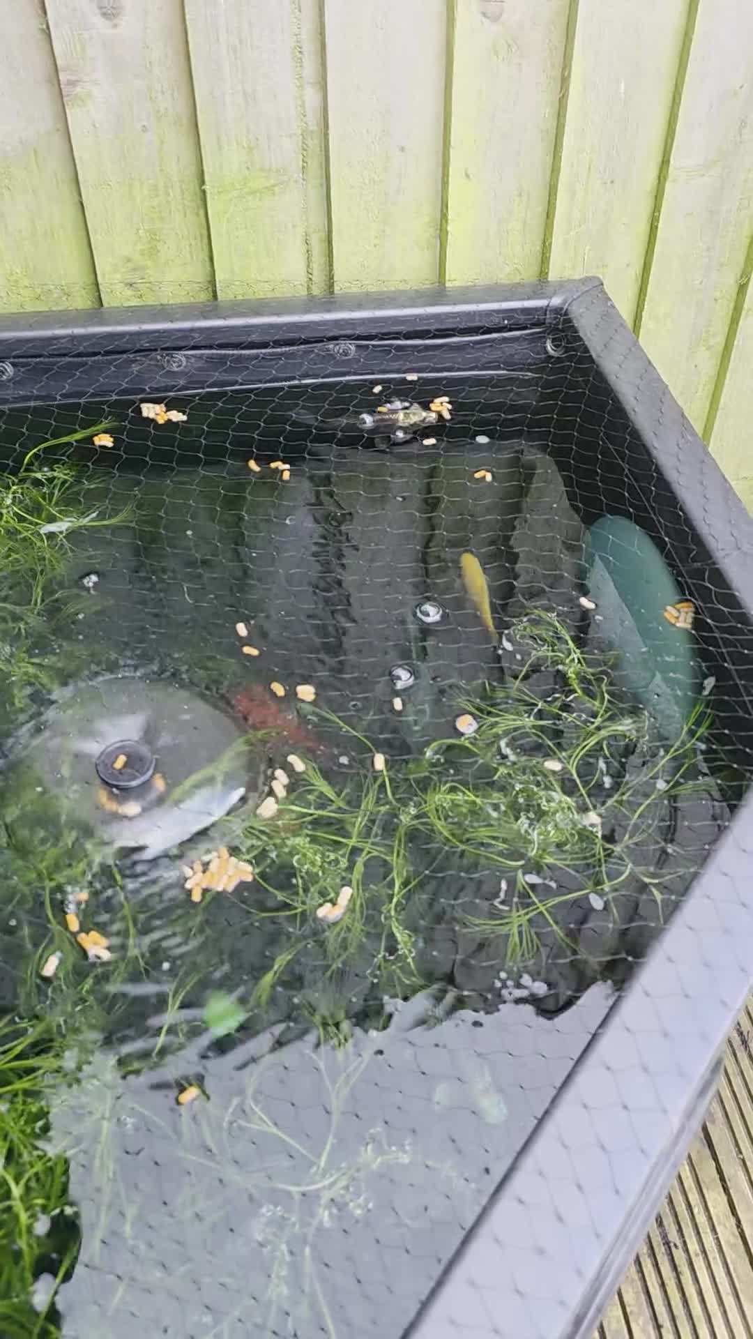 Koi Carp fish for sale: 4× ghost koi 1 sturgeon in Bridgwater - Video 2