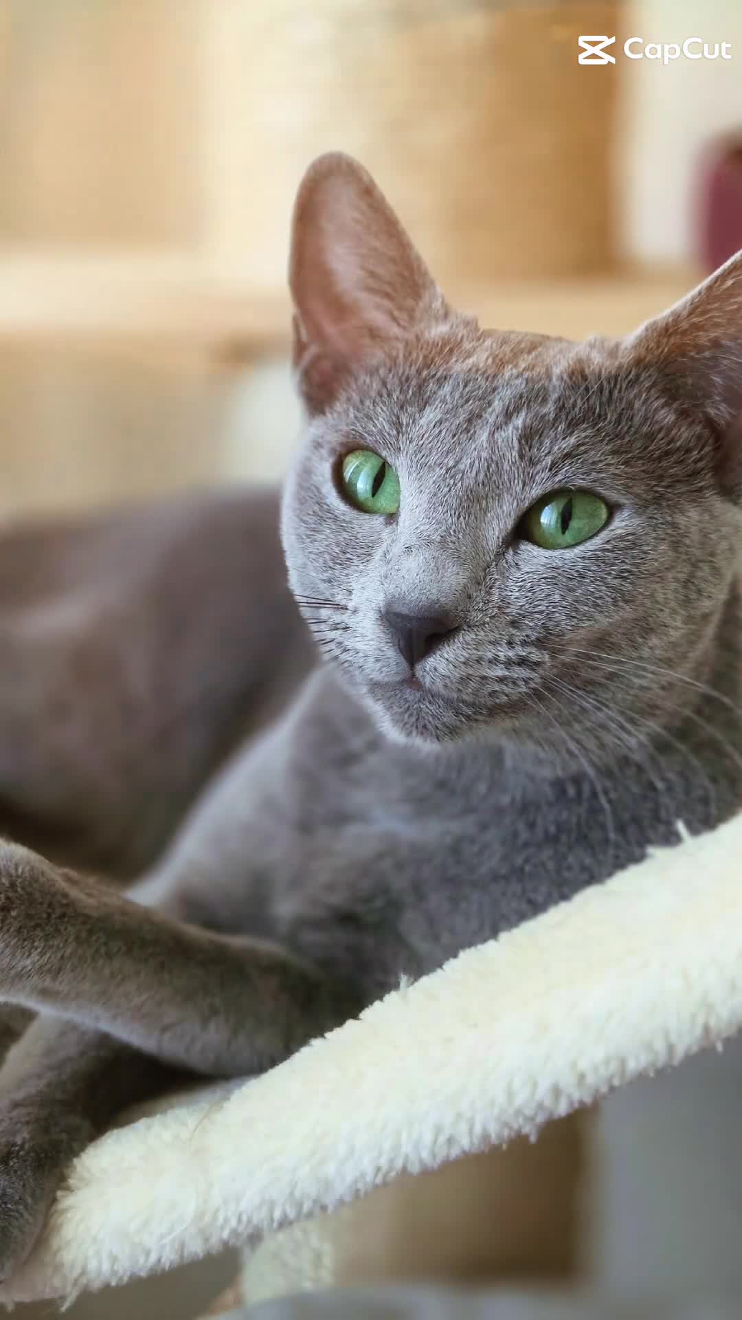 Russian Blue cats for sale: Stunning Russian Blue Boy - Tica registered  - Video 5