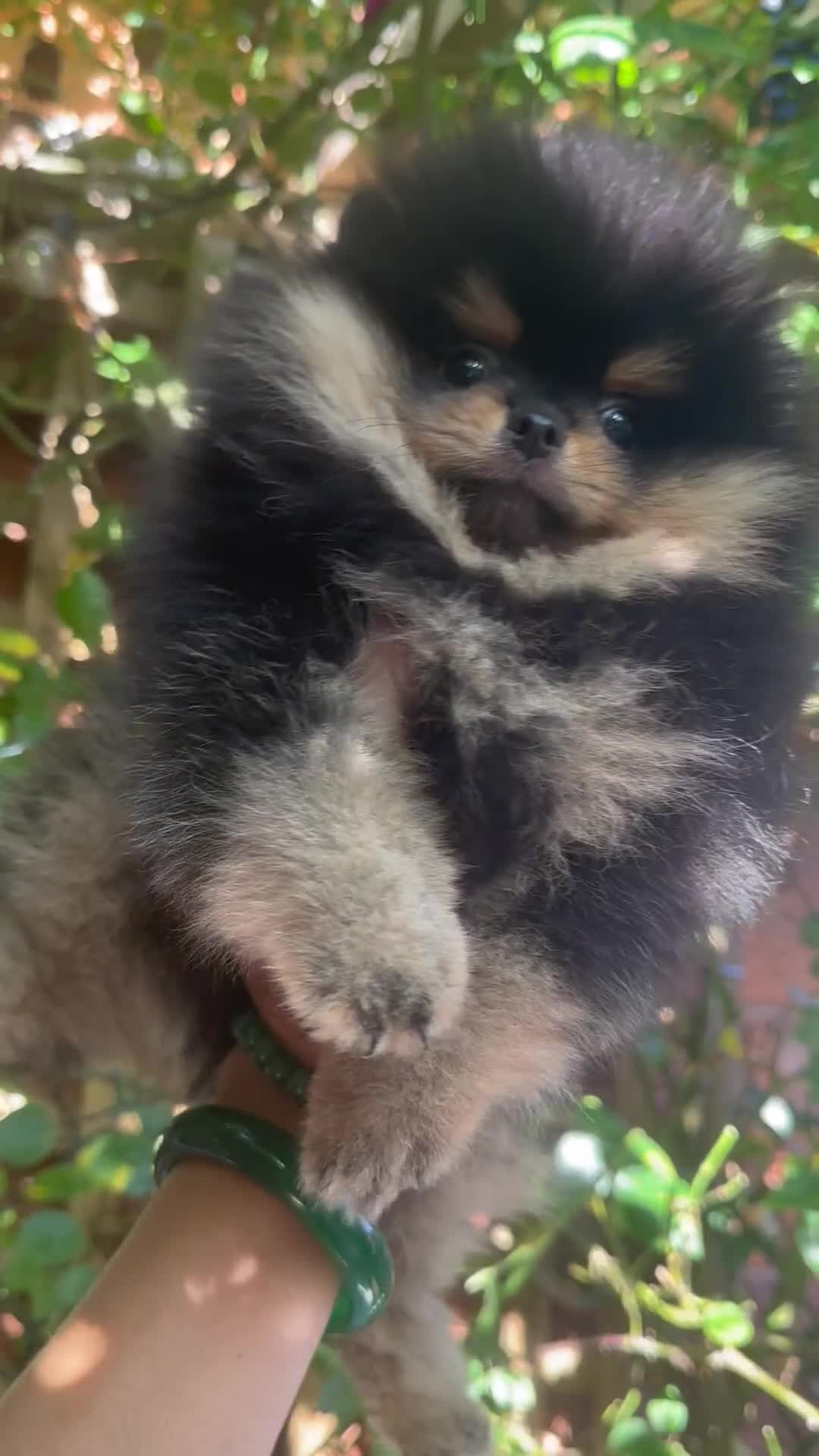 Pomeranian dogs for sale: Champion KC Russian/Taiwan tiny Pomaranian  - Video 1