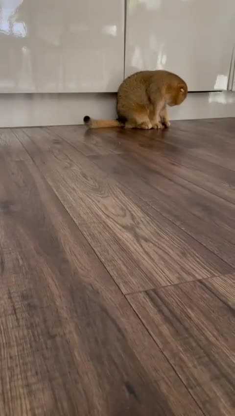 Scottish Fold cats for sale: Scottish fold for adoption. - Video 1