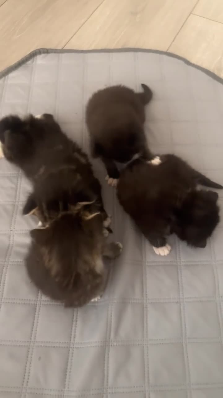 Mixed Breed cats for sale: 4 little bundles of Joy 🫶🏼  in Stafford - Video 1