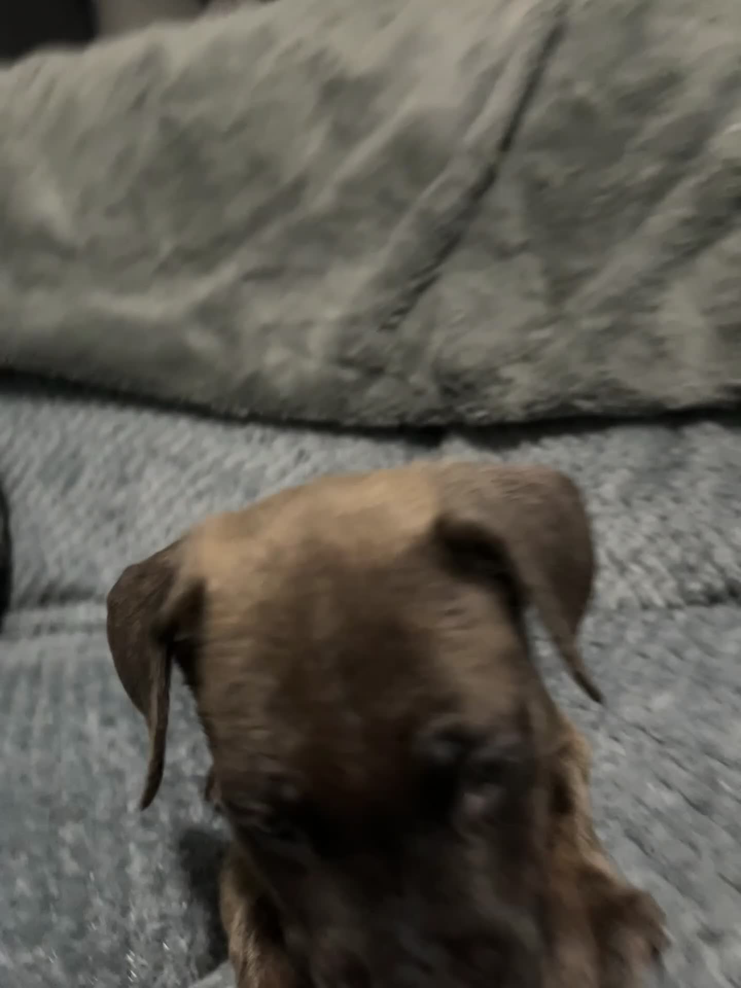 Cane Corso dogs for sale: 10 Adorable Cane Corso Puppies 🐶🐾🐾 - Video 3