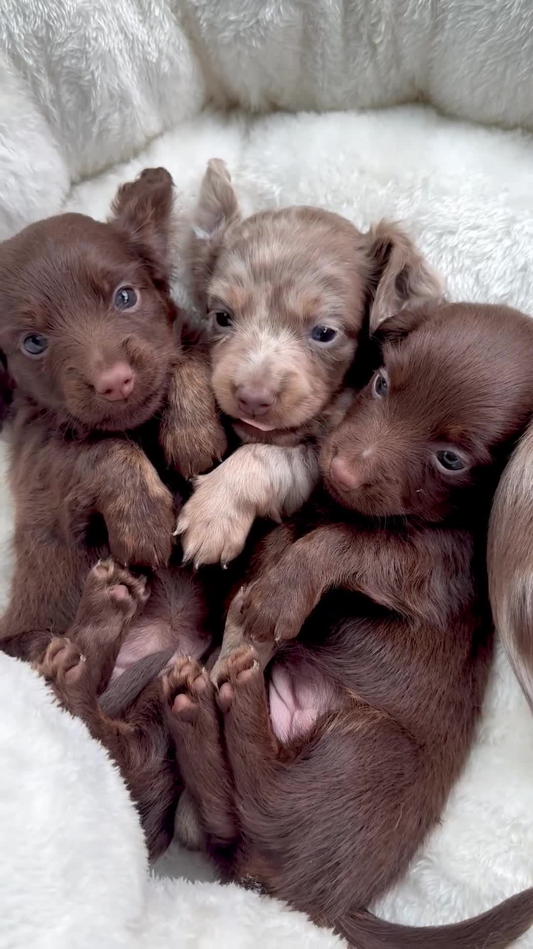 Miniature Dachshund dogs for sale: Isabella-choco long&short hair miniature dachshund - Video 2