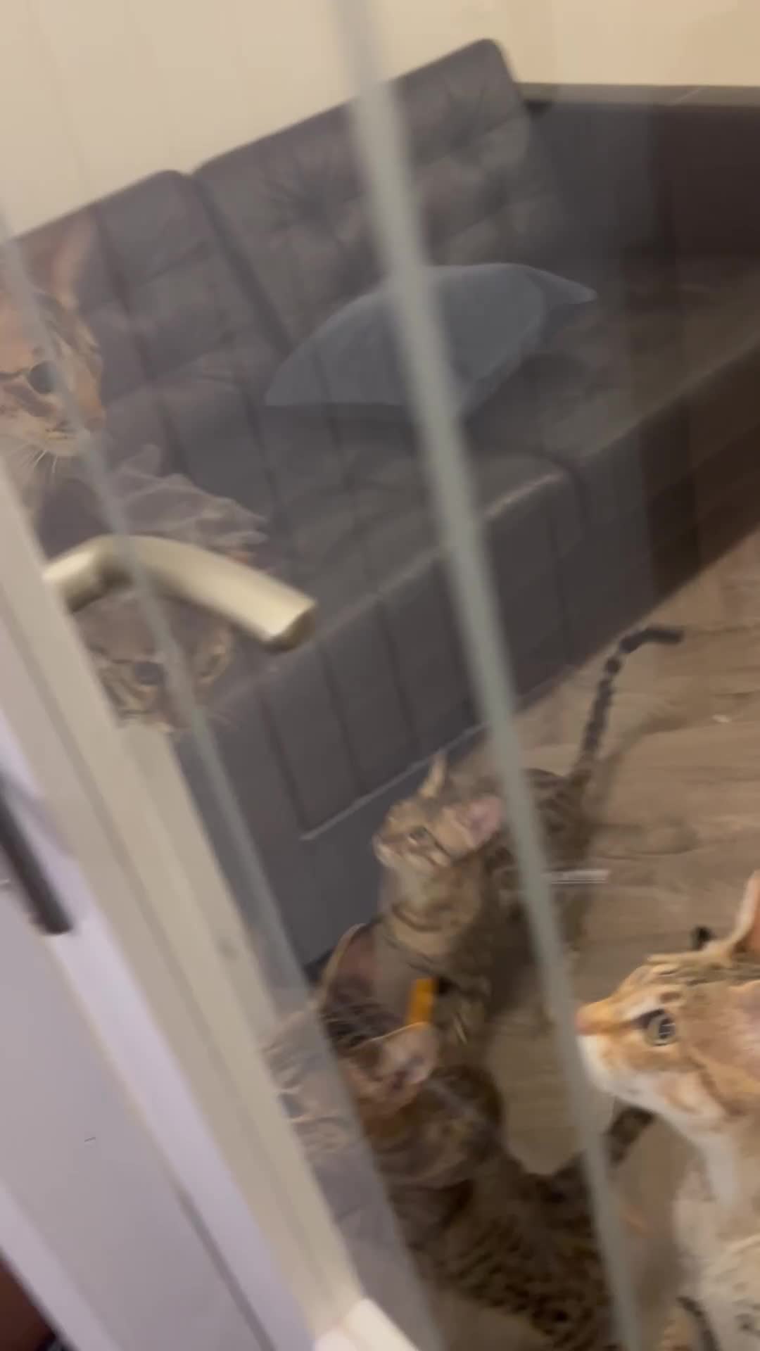 Savannah cats for sale: Dramatically reduced and ready F5 SBT Savannahs in Bingley - Video 1