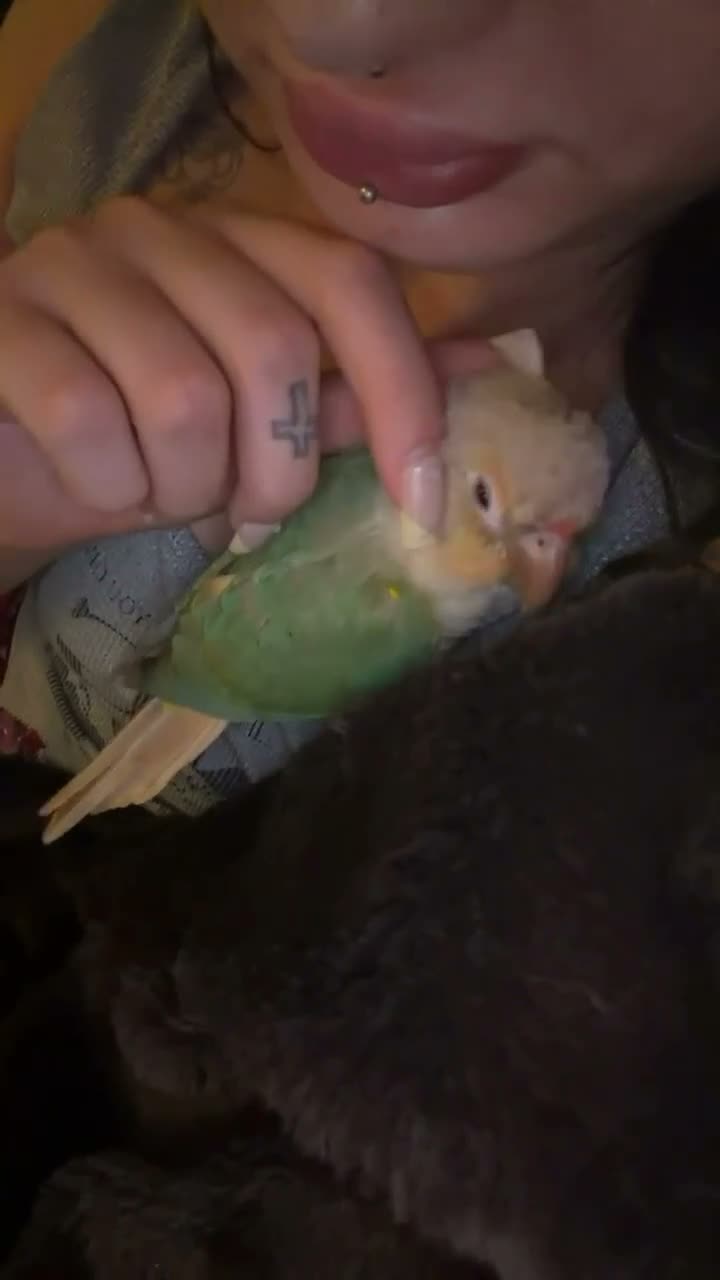Conures birds for sale: Young Green cheek conure in Diss - Video 1