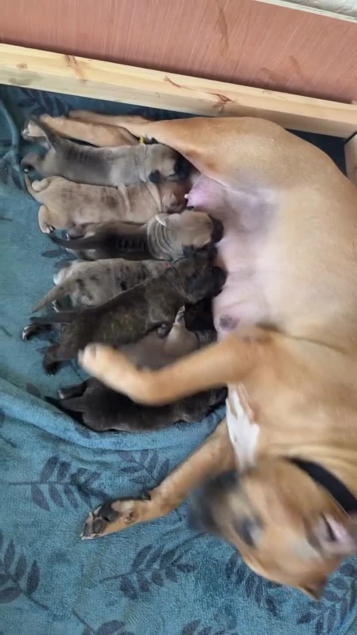 Cane Corso dogs for sale: Merle chunky Cane Corso X Bandogge puppies  - Video 2