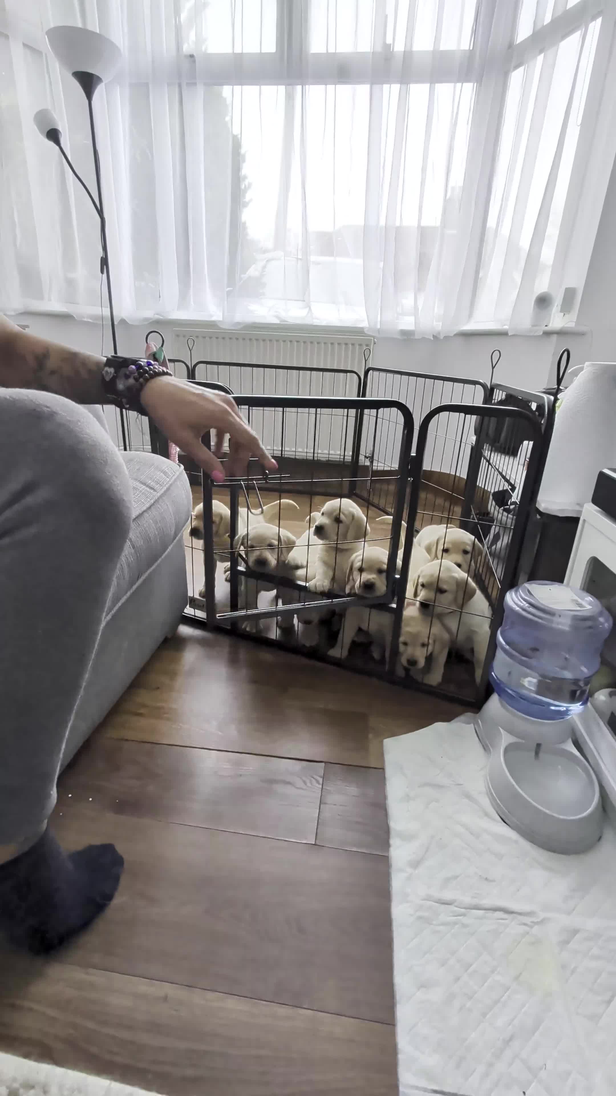 Labrador Retriever dogs for sale: KC Registered Red Fox/Yellow Labrador Puppies  - Video 1