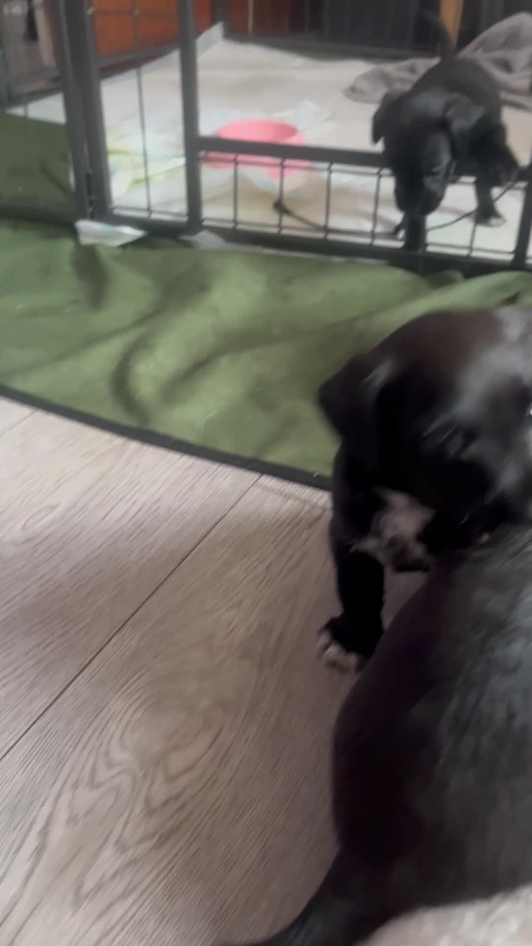 Patterdale Terrier dogs for sale: 6 Gorgeous Patterdale pups - Video 1