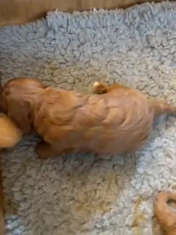 Cavapoo dogs for sale: F1 Red Toy Cavapoo puppies  - Video 1