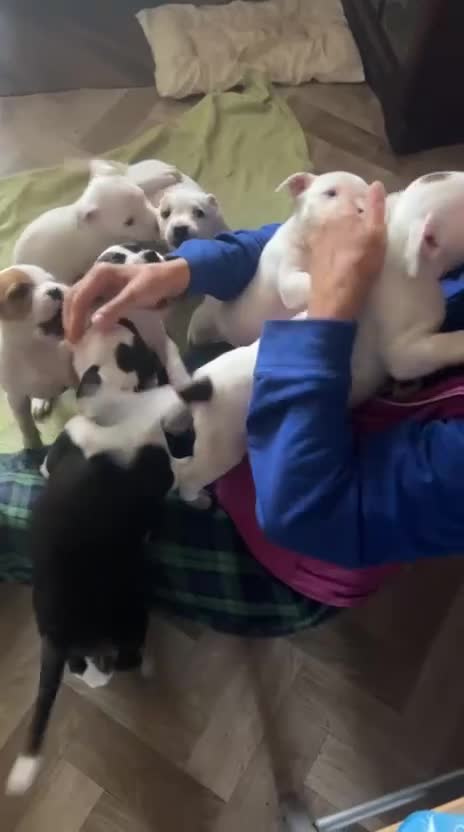 Staffordshire Bull Terrier dogs for sale: 🐾 Adorable Amstaff Puppies –  ❤️ - Video 1