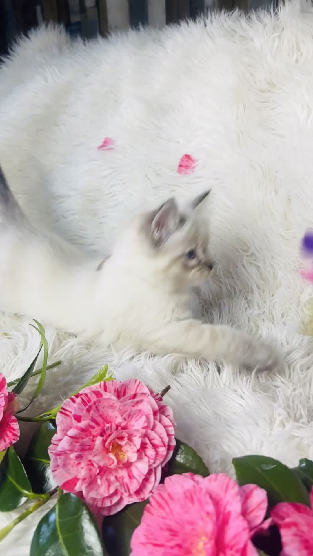 Ragdoll cats for sale: Pure Ragdoll Seal/blue point Lynx kittens - Video 2