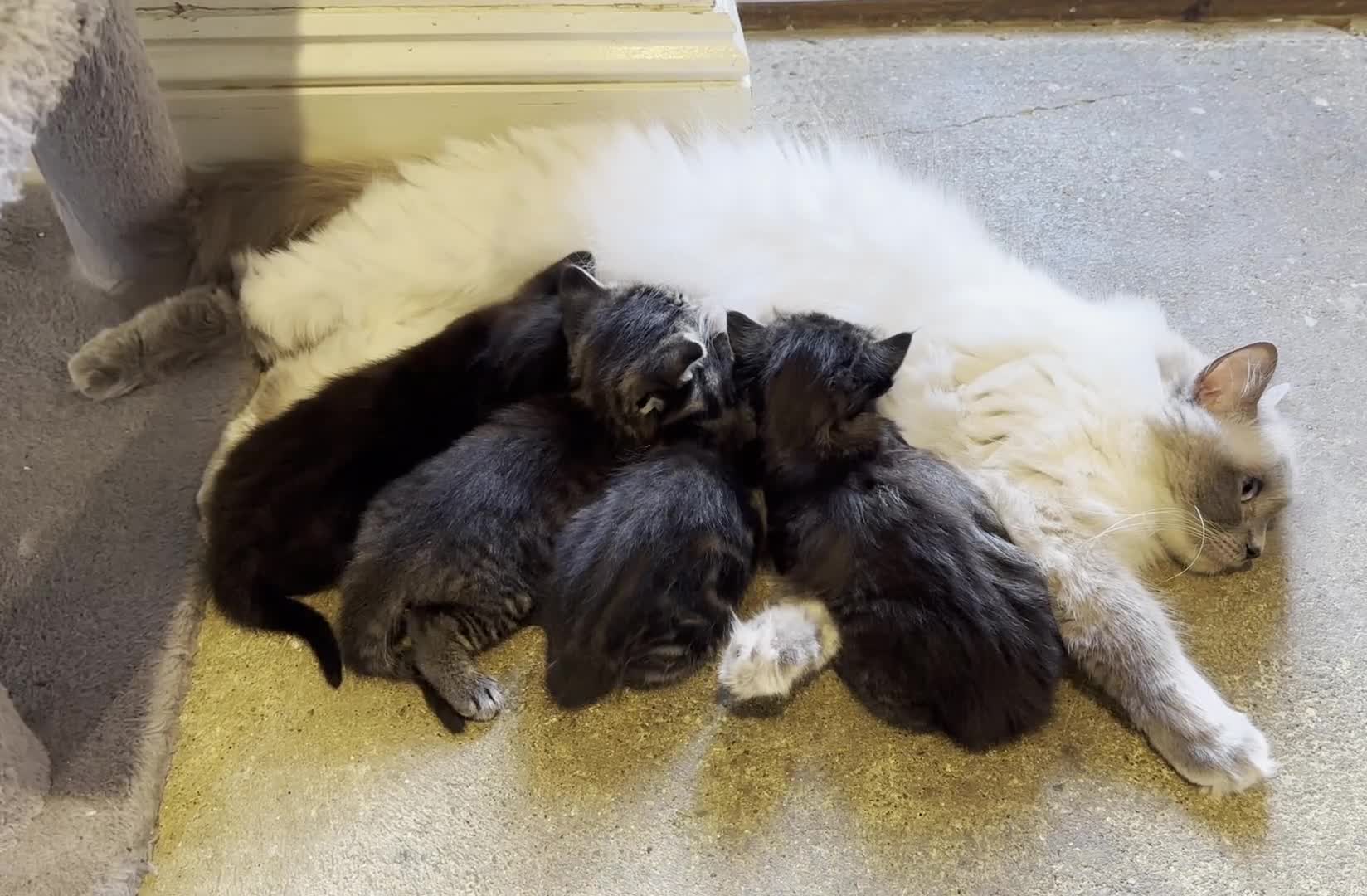 Ragdoll cats for sale: Two Grogeous Ragdoll cross boys - Video 1