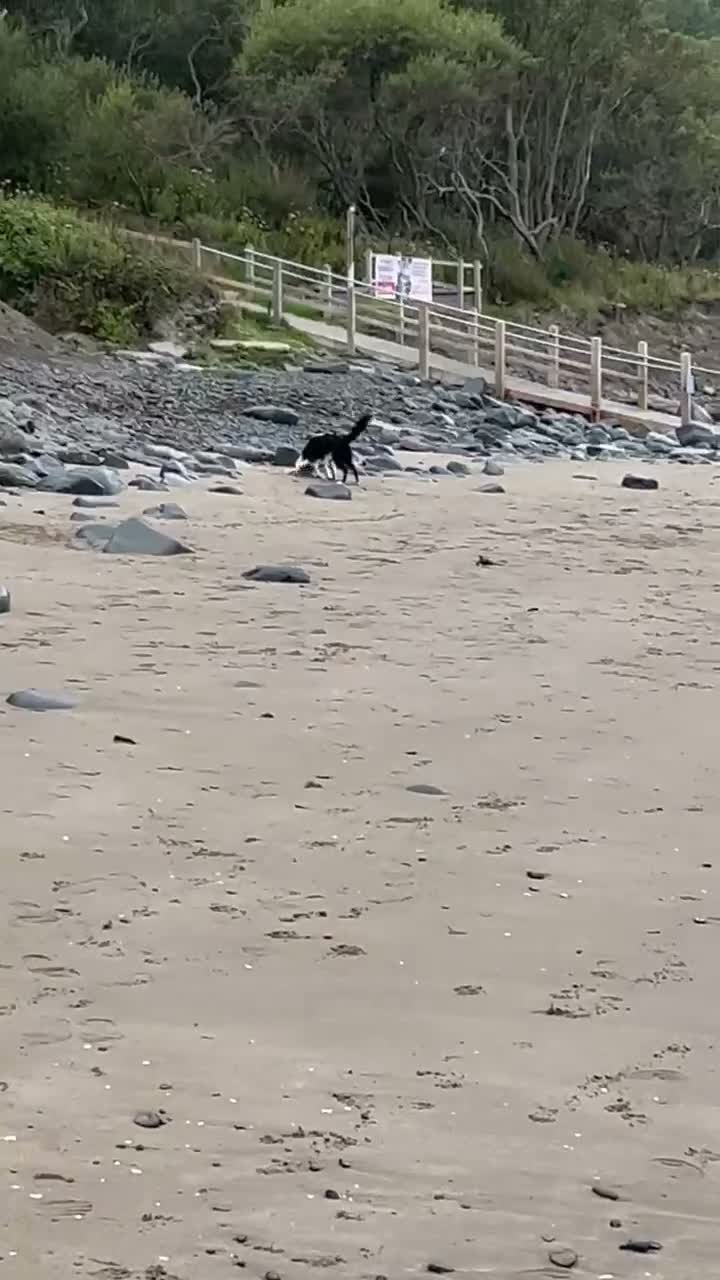 Border Collie dogs for sale: Loving home needed  - Video 1