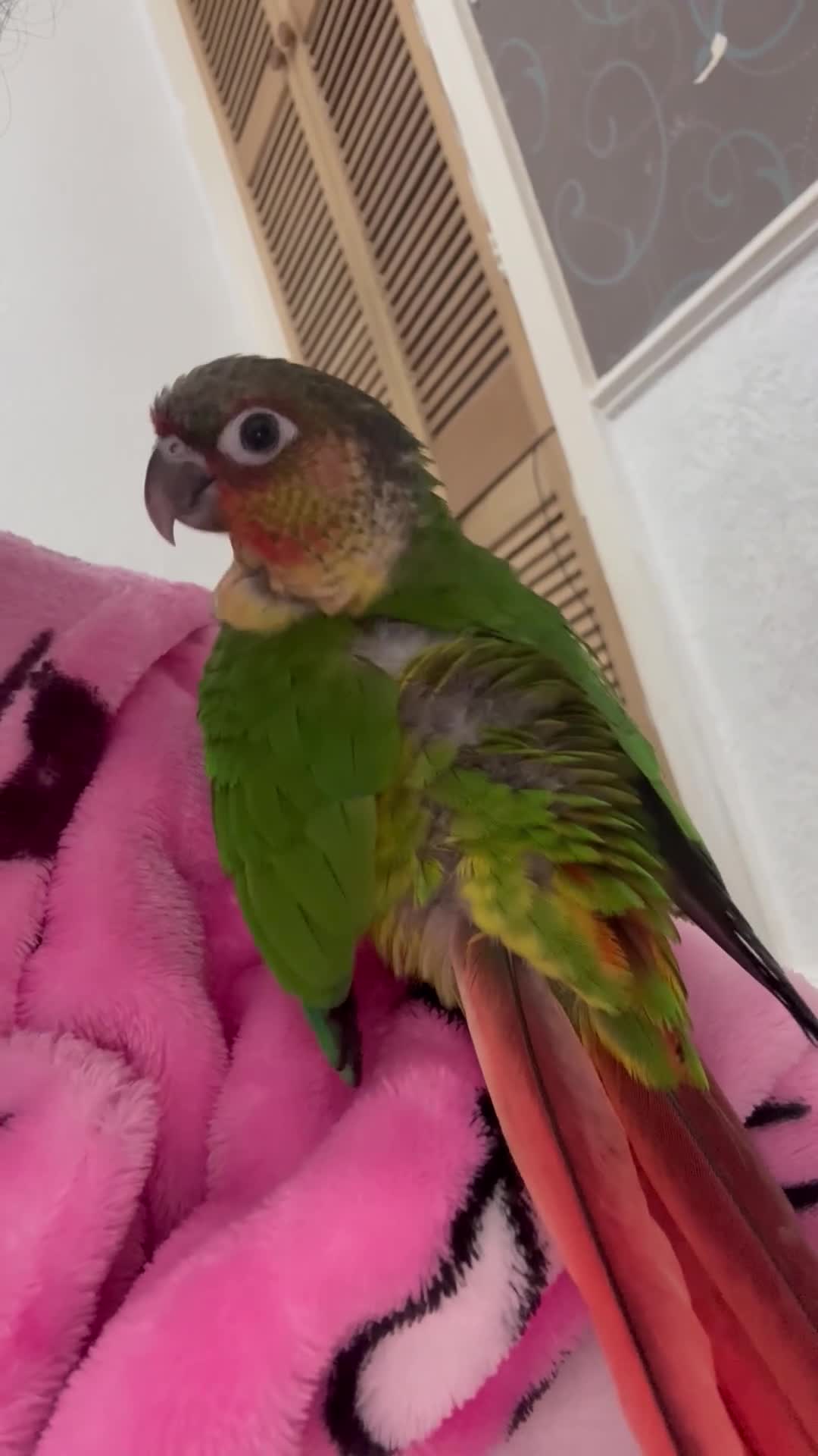 Conures birds for sale: 9 weeks old hand reared and super tamed baby  - Video 1
