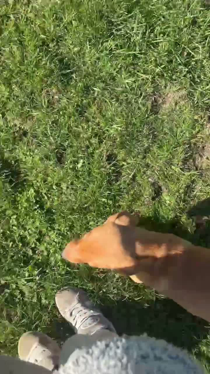 Labrador Retriever dogs for sale: 🦊 Gorgeous Fox Red Labrador Boy – KC Registered - Video 1