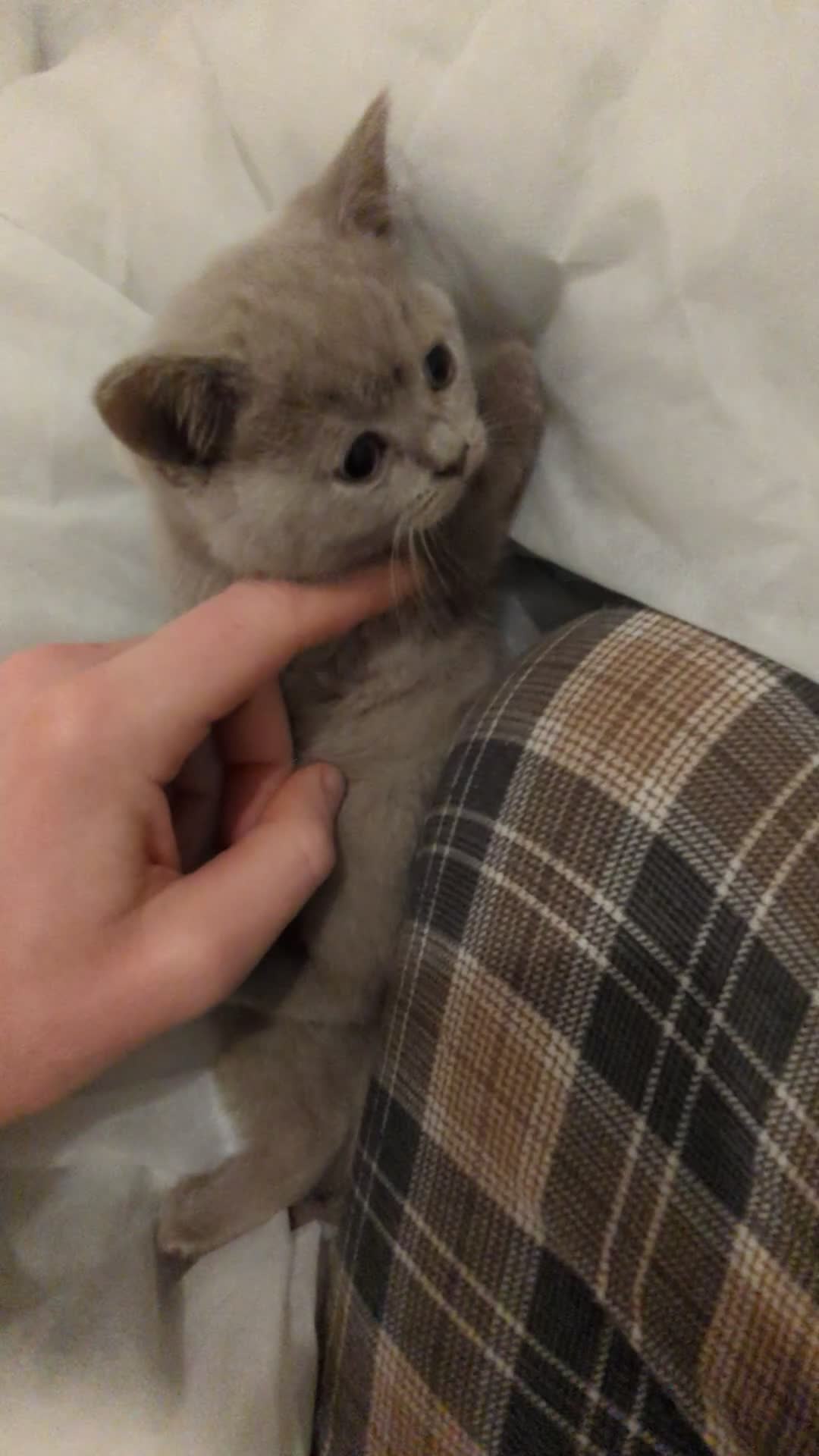 British Shorthair cats for sale: Gorgeous British shorthair purebreds - Video 1