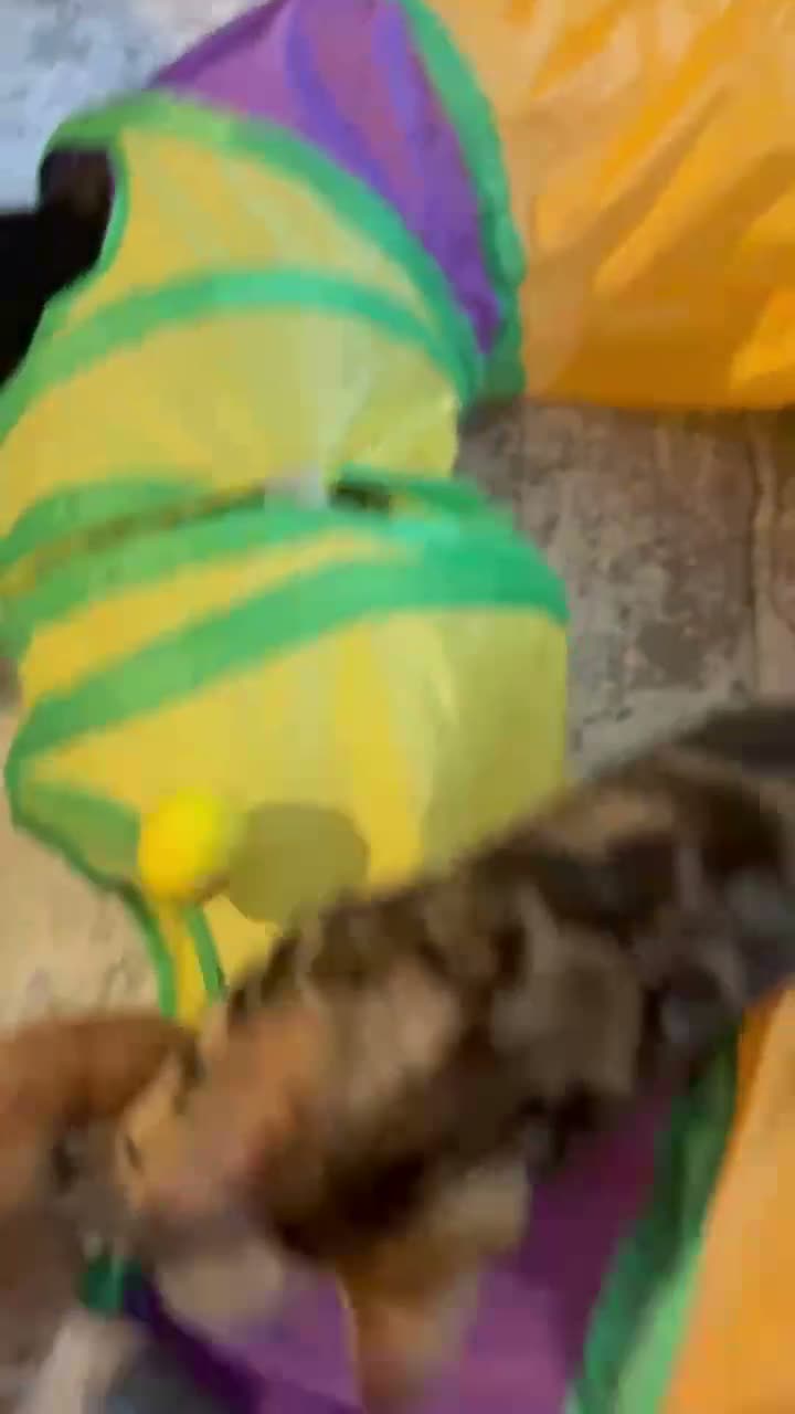 Mixed Breed cats for sale: Beautiful Kittens x4 Mixed colours Aged 11 weeks - Video 1