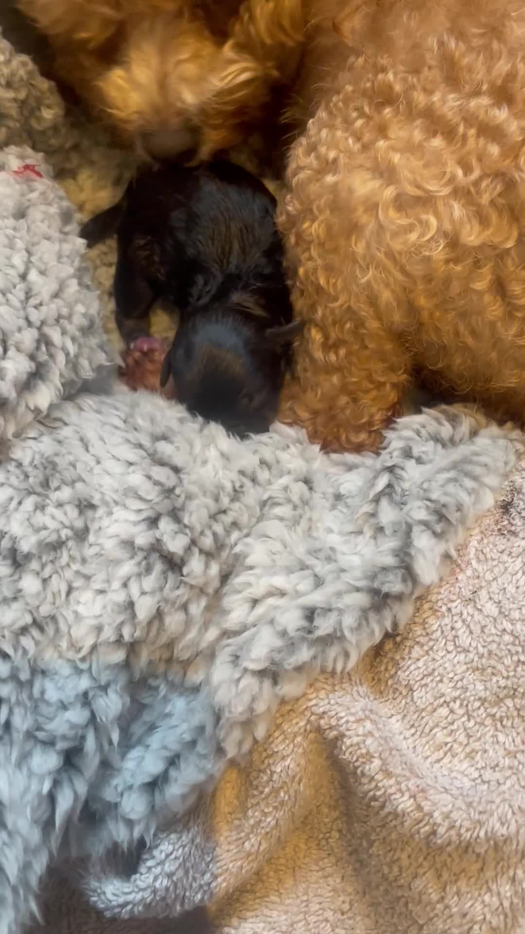 Pomapoo dogs for sale: Wolf sable pomapoos - Video 2