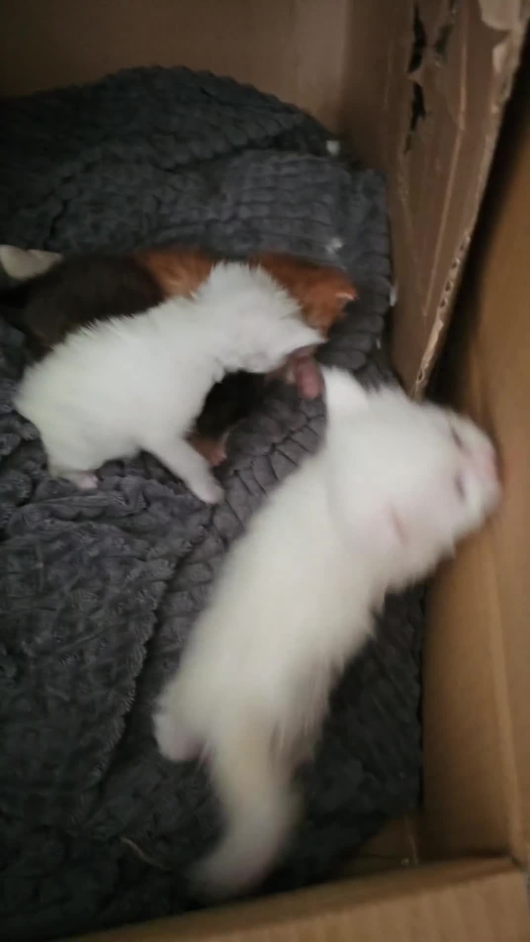Mixed Breed cats for sale: Maine coon x kittens - Video 1