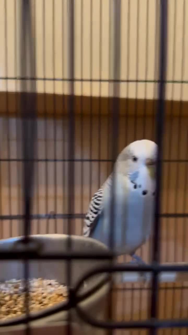 Budgerigars birds for sale: 5 Cute Budgerigar birds looking for new home - Video 1