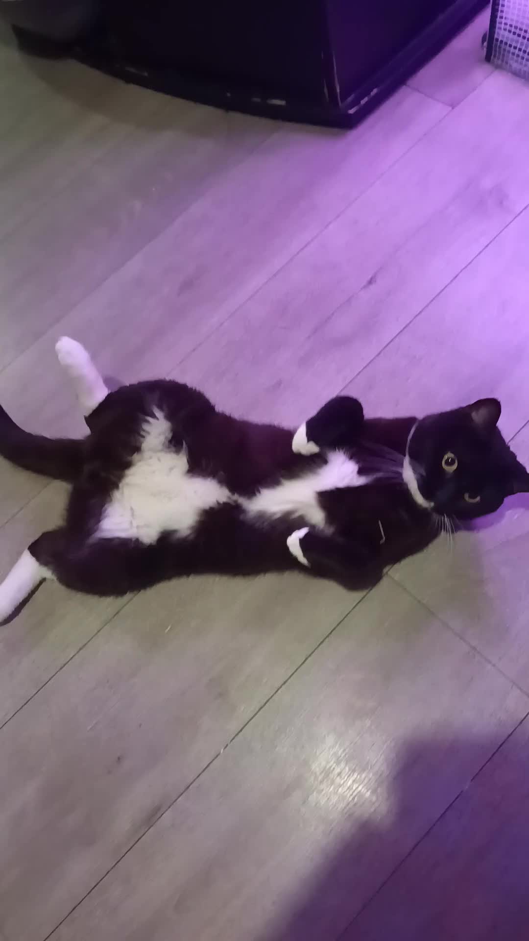 British Shorthair cats for sale: Timmy the Tuxedo tom  - Video 2