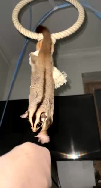 Sugar Glider rodents for sale: Sugar glider for sale - Video 2